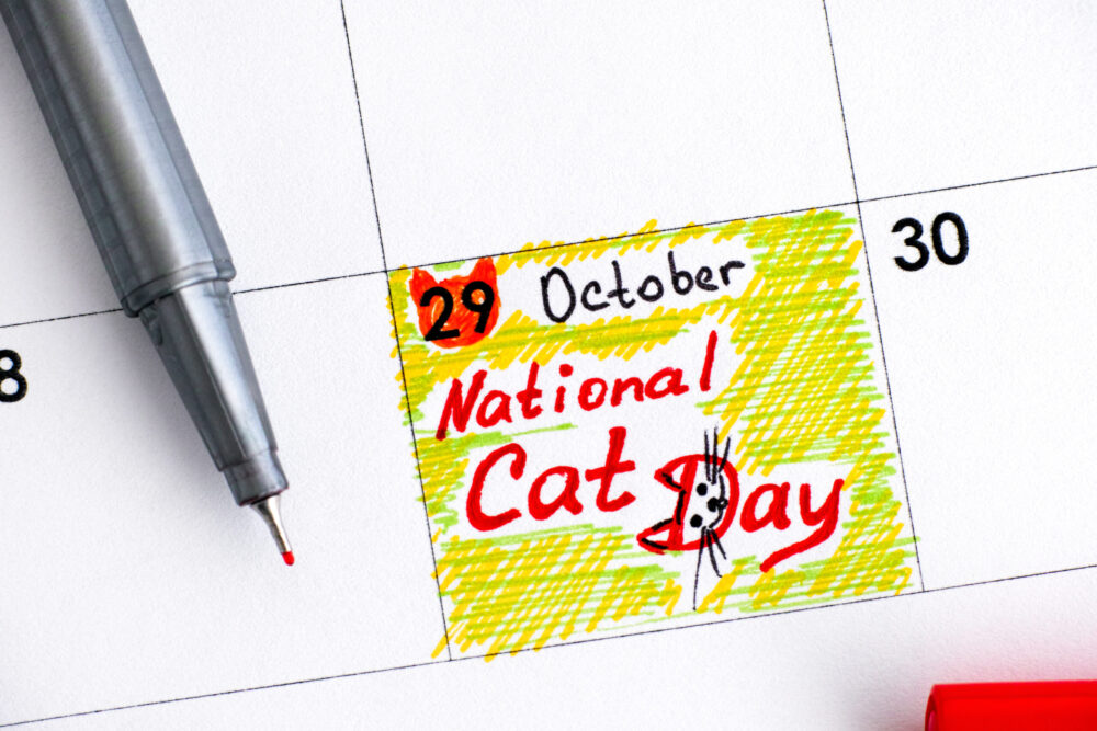 National Cat Day!